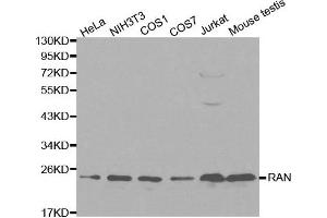 Western blot analysis of extracts of various cell lines, using RAN antibody. (RAN 抗体  (AA 1-216))