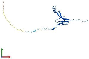 Protein Structure (PS) image for Mitochondrial Ribosomal Protein L27 (MRPL27) (AA 1-148) protein (His tag) (ABIN7551456)
