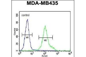 ZN Antibody (N-term) (ABIN655412 and ABIN2844957) flow cytometric analysis of MDA-M cells (right histogram) compared to a negative control cell (left histogram). (ZNF605 抗体  (N-Term))