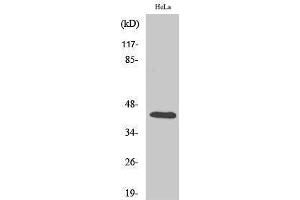 Western Blotting (WB) image for anti-cAMP Responsive Element Binding Protein 1 (CREB1) (Ser257) antibody (ABIN3184076) (CREB1 抗体  (Ser257))