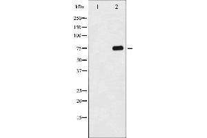 Western blot analysis of Tau phosphorylation expression in 293 whole cell lysates,The lane on the left is treated with the antigen-specific peptide. (MAPT 抗体  (pSer356))