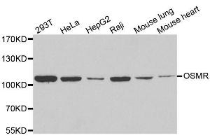Western blot analysis of extracts of various cell lines, using OSMR antibody. (Oncostatin M Receptor 抗体  (AA 30-330))