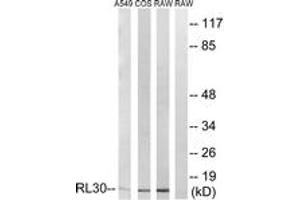 Western Blotting (WB) image for anti-Ribosomal Protein L30 (RPL30) (AA 66-115) antibody (ABIN2890076) (RPL30 抗体  (AA 66-115))