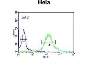 Flow cytometric analysis of Hela cells using GTSE1 Antibody (C-term) Cat. (GTSE1 抗体  (C-Term))