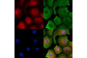 ABIN6262602 and ABIN6278905 staining HepG2 cells by IF/ICC. (INSL5 抗体  (Internal Region))