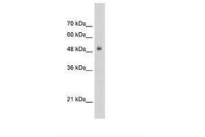 Image no. 1 for anti-Transcription Factor 3 (E2A Immunoglobulin Enhancer Binding Factors E12/E47) (TCF3) (AA 505-554) antibody (ABIN203333) (TCF3 抗体  (AA 505-554))