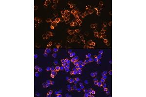 Immunofluorescence (IF) image for anti-Interleukin 10 (IL10) antibody (ABIN7267981)
