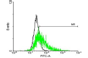 FACS analysis of negative control 293 cells (Black) and GPR50 expressing 293 cells (Green) using GPR50 purified MaxPab mouse polyclonal antibody. (GPR50 抗体  (AA 1-617))