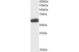 Western Blotting (WB) image for anti-Nucleoporin 50kDa (NUP50) (C-Term) antibody (ABIN2466027) (NUP50 抗体  (C-Term))