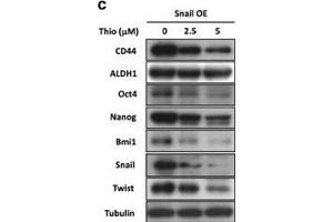 Western Blotting (WB) image for anti-Nanog Homeobox (NANOG) antibody (ABIN2854880)