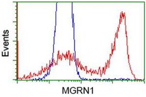 HEK293T cells transfected with either RC208284 overexpress plasmid (Red) or empty vector control plasmid (Blue) were immunostained by anti-MGRN1 antibody (ABIN2454425), and then analyzed by flow cytometry. (Mahogunin RING Finger Protein 1 抗体)