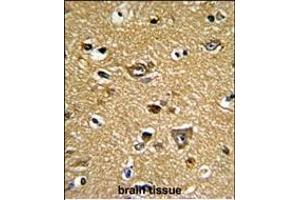 Formalin-fixed and paraffin-embedded human brain tissue reacted with PRDX2 Antibody (C-term), which was peroxidase-conjugated to the secondary antibody, followed by DAB staining. (Peroxiredoxin 2 抗体  (C-Term))