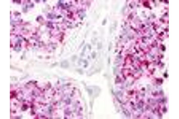 LPAR5 抗体  (Cytoplasmic Domain)