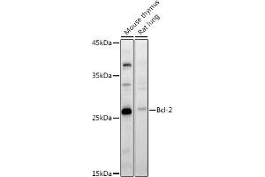 Western blot analysis of extracts of various cell lines, using Bcl-2 antibody (ABIN7265813) at 1:1000 dilution.