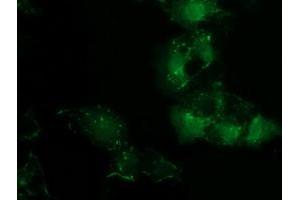 Anti-PDLIM2 mouse monoclonal antibody (ABIN2454459) immunofluorescent staining of COS7 cells transiently transfected by pCMV6-ENTRY PDLIM2 (RC210022). (PDLIM2 抗体)