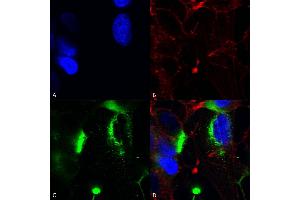 Immunocytochemistry/Immunofluorescence analysis using Mouse Anti-QKI (pan) Monoclonal Antibody, Clone S147-6 (ABIN1741387). (QKI 抗体  (AA 1-341) (APC))