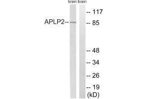 Western blot analysis of extracts from rat brain cells, using APLP2 (Ab-755) antibody. (APLP2 抗体  (Tyr755))
