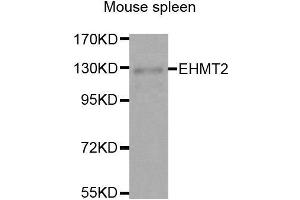 Western Blotting (WB) image for anti-Ankyrin Repeat-Containing Protein (EHMT2) (AA 877-1176) antibody (ABIN3021841) (EHMT2 抗体  (AA 877-1176))