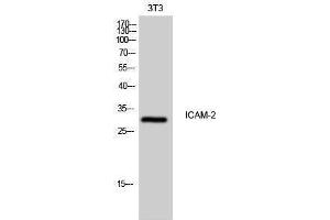 Western Blotting (WB) image for anti-Intercellular Adhesion Molecule 2 (ICAM2) (Internal Region) antibody (ABIN3185122) (ICAM2 抗体  (Internal Region))
