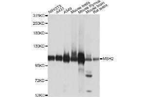 Western blot analysis of extracts of various cell lines, using MSH2 antibody. (MSH2 抗体)