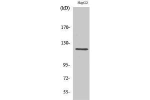 Western Blotting (WB) image for anti-Neuropilin 1 (NRP1) (Internal Region) antibody (ABIN3176301) (Neuropilin 1 抗体  (Internal Region))