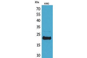 Western Blotting (WB) image for anti-Leukemia Inhibitory Factor (LIF) (C-Term) antibody (ABIN3178138) (LIF 抗体  (C-Term))