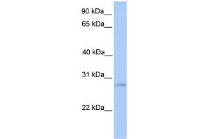 WB Suggested Anti-ORAI2 Antibody Titration:  0. (ORAI2 抗体  (Middle Region))
