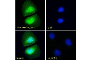 Immunofluorescence (IF) image for anti-Tripartite Motif Containing 29 (TRIM29) (Internal Region) antibody (ABIN571104)