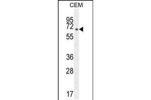 Western blot analysis in CEM cell line lysates (35ug/lane). (COX10 抗体  (C-Term))