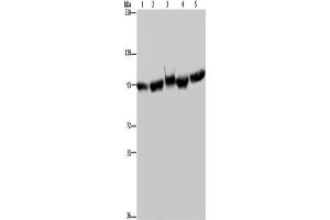 Western Blotting (WB) image for anti-Heat Shock Protein 90kDa alpha (Cytosolic), Class A Member 2 (HSP90AA2) antibody (ABIN2427484) (HSP90AA2 抗体)