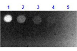 Dot Blot results of Goat Fab Anti-Biotin Antibody Fluorescein Conjugate. (Biotin 抗体  (FITC))