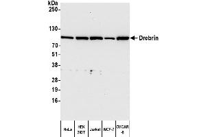 Western Blotting (WB) image for anti-Drebrin 1 (DBN1) (AA 484-497) antibody (ABIN7452653)