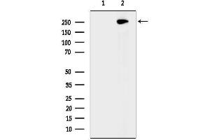 Western blot analysis of lysates from Mouse brain, using CEP295 Antibody. (KIAA1731 (KIAA1731) 抗体)