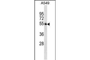 Western blot analysis in A549 cell line lysates (35ug/lane). (STAMBP 抗体  (C-Term))