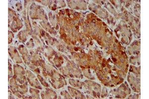 IHC image of ABIN7153757 diluted at 1:400 and staining in paraffin-embedded human pancreatic tissue performed on a Leica BondTM system.