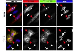Immunofluorescence analysis of tubulin glutamylation with anti-Polyglutamylation Modification, mAb (GT335) . (Polyglutamylation 抗体)