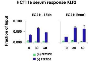 Chromatin Immunoprecipitation (ChIP) of HCT116 cell lysate with KLF2 polyclonal antibody . (KLF2 抗体  (Internal Region))