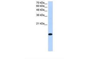 anti-Basic Leucine Zipper Transcription Factor, ATF-Like 2 (BATF2) (AA 116-165) antibody