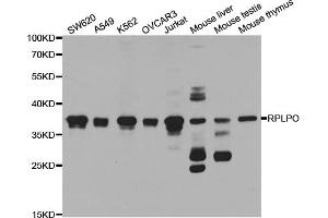 Western blot analysis of extracts of various cell lines, using RPLP0 antibody (ABIN5973238) at 1/1000 dilution. (RPLP0 抗体)
