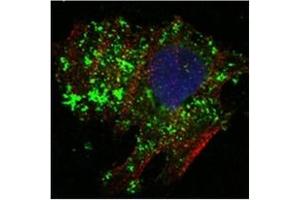 Immunofluorescence (IF) image for anti-B-Cell CLL/lymphoma 10 (BCL10) antibody (ABIN1105500) (BCL10 抗体)