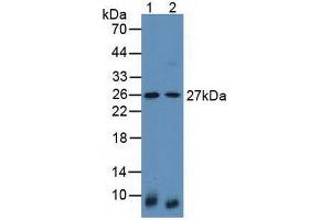 Figure. (Latexin 抗体  (AA 1-223))