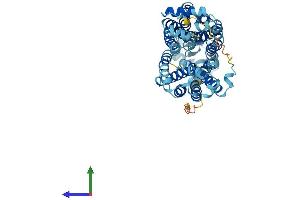 Protein Structure (PS) image for Solute Carrier Family 22 (Organic Cation Transporter), Member 2 (SLC22A2) (AA 1-553) protein (His tag) (ABIN7562576)