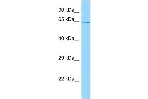 WB Suggested Anti-Cpne2 Antibody Titration: 1.