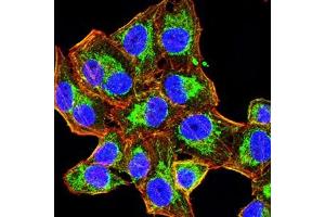 Immunofluorescence analysis of Hela cells using HAS1 mouse mAb (green). (HAS1 抗体)