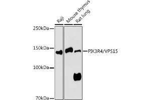 Western blot analysis of extracts of various cell lines, using PIK3R4/VPS15 antibody (ABIN7269323) at 1:1000 dilution. (PIK3R4 抗体  (AA 1-330))
