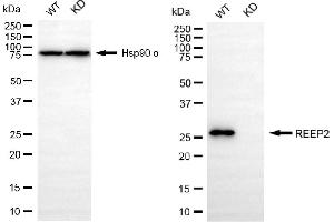 anti-Receptor Accessory Protein 2 (REEP2) antibody