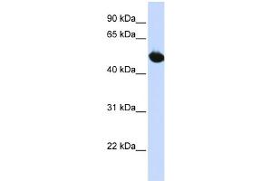 Western Blotting (WB) image for anti-Solute Carrier Family 2 (Facilitated Glucose Transporter), Member 9 (SLC2A9) (Middle Region) antibody (ABIN2781547)