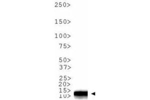 Western Blot of Rabbit Anti-Histone H3 [Dimethyl Lys9] Antibody. (Histone 3 抗体  (H3K9me2))