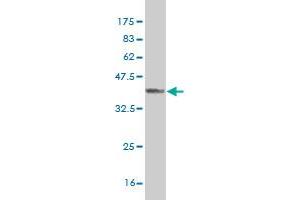 Western Blot detection against Immunogen (37. (RFNG 抗体  (AA 82-190))
