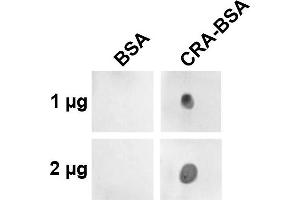 Dot blot analysis using Mouse Anti-Crotonaldehyde Monoclonal Antibody, Clone 2A8. (Crotonaldehyde (CRA) 抗体 (PerCP))